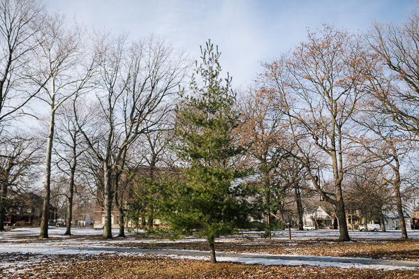 Tree-filled Clark Park