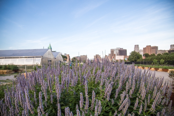 Plum Street Farm