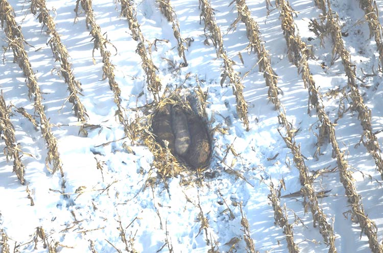 Aerial photo of feral swine in a standing cornfield, Mecosta County, January 2014. Photo courtesy Dwayne Etter.�