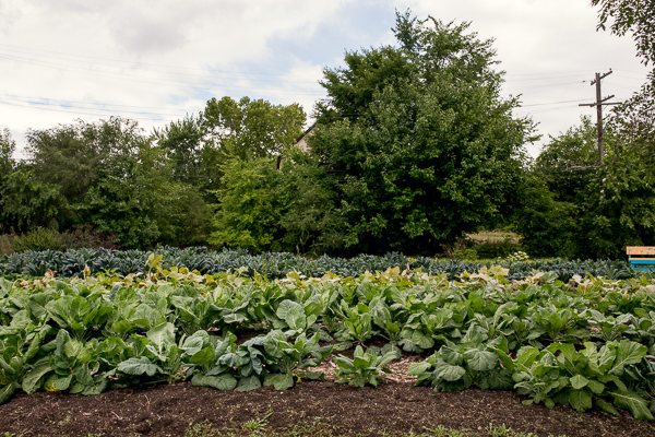 Oakland Avenue Urban Farm