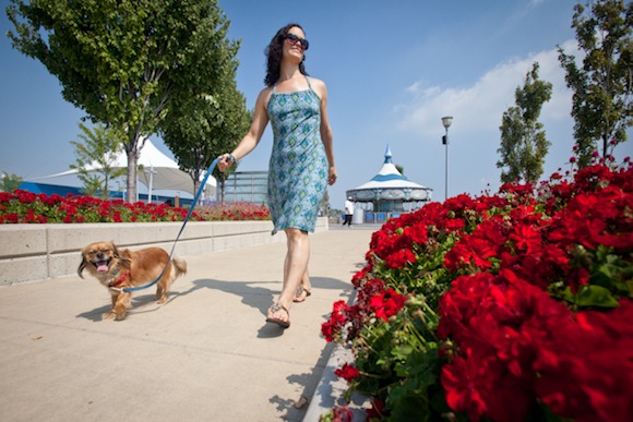 Dog walking on the RiverWalk